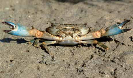 Thalamita crenata